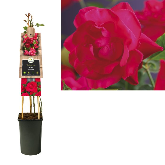 Rosa 'Heidelberg' +3.0 label, D 17