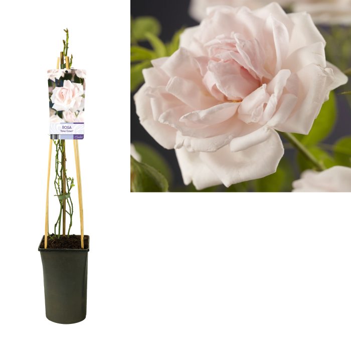 Rosa 'New Dawn' +light label, D 17