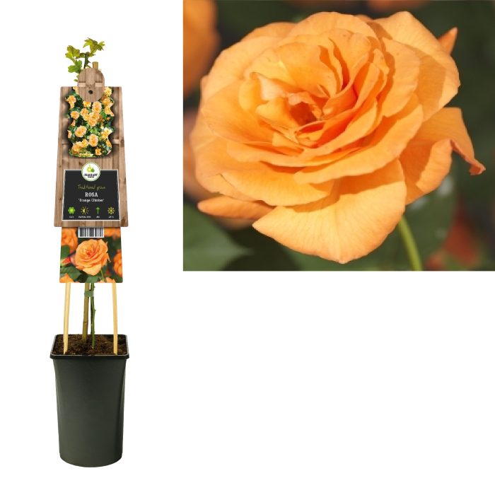 Rosa 'Orange Climber' +3.0 label, D 17
