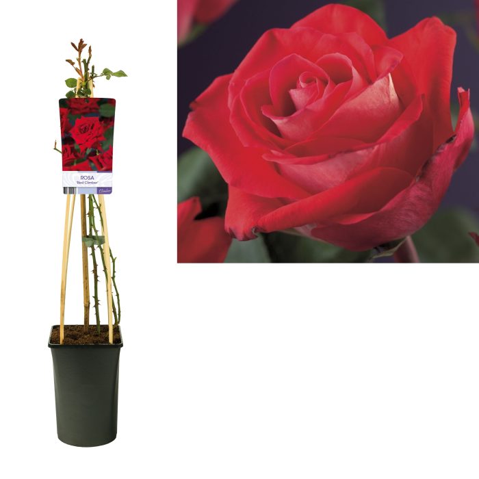Rosa 'Red Climber' +light label, D 17