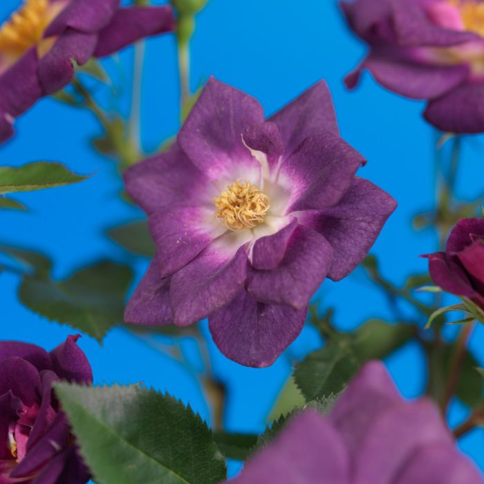 Rosa 'Veilchenblau' +3.0 label, D 15