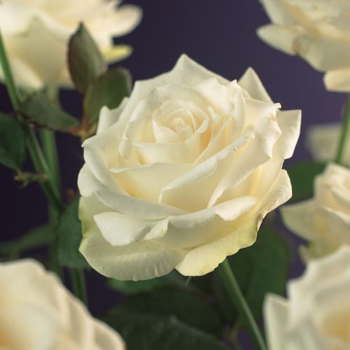 Rosa 'White Climber' +light label, D 15