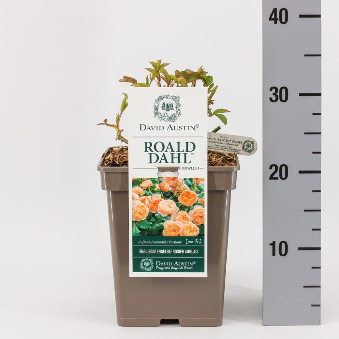Rosa (Aus) Roald Dahl ®, C5, D 23
