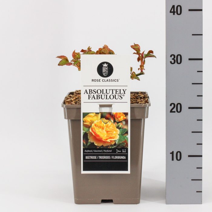 Rosa (F) Absolutely Fabulous ®, C5, D 23