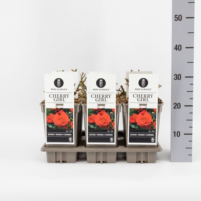 Rosa (F) Cherry Girl ®, C3, D 17