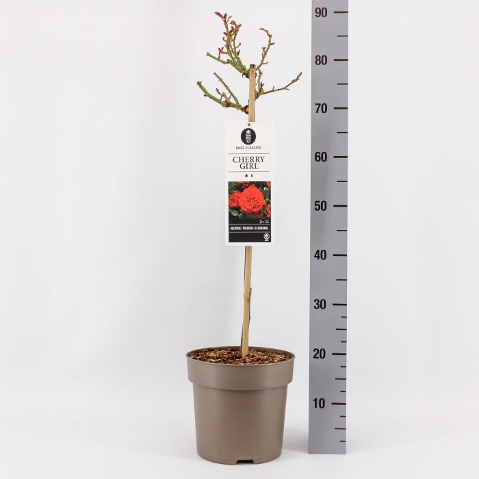 Rosa (F) Cherry Girl ®, stam 50, C6, D 24