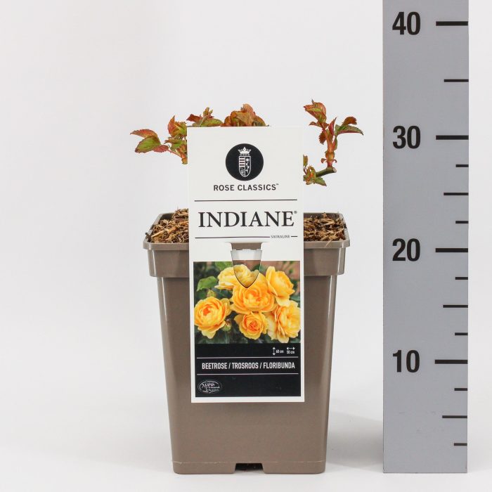 Rosa (F) Indiane ®, C5, D 23