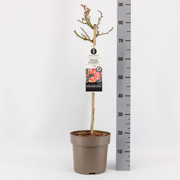 Rosa (F) Mind Games ®, stam 50, C6, D 24