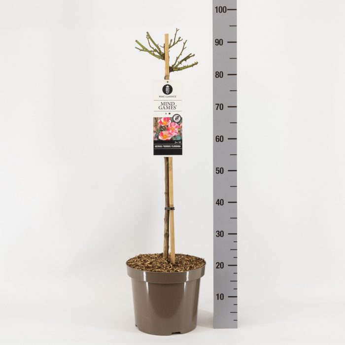 Rosa (F) Mind Games ®, stam 70, C7.5, D 26