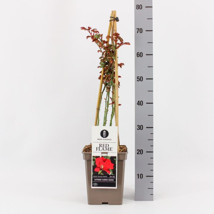 Rosa (K) Red Flame ®, C5, 4 stok 90 cm, D 23