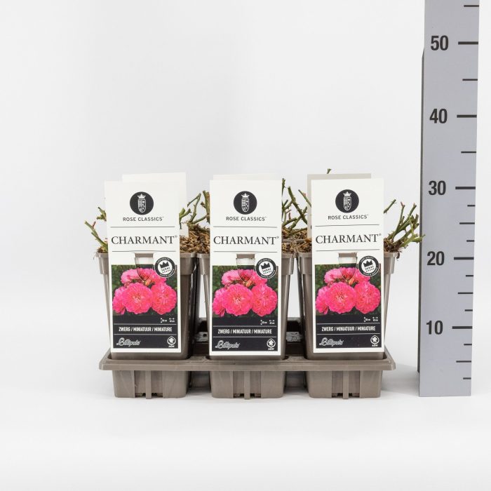 Rosa (M) Charmant ®, C3, D 17