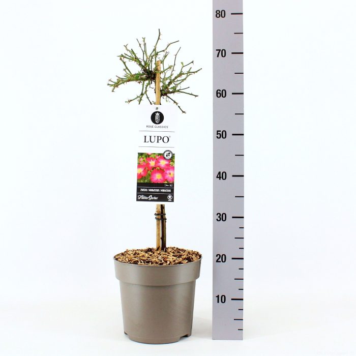 Rosa (M) Lupo ®, stam 50, C6, D 24