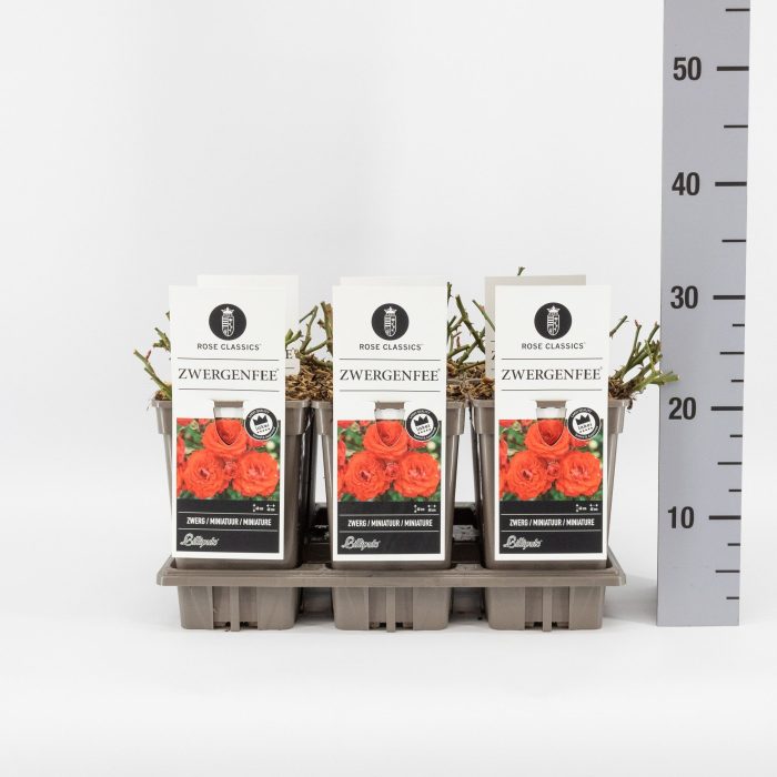 Rosa (M) Zwergenfee ®, C3, D 17