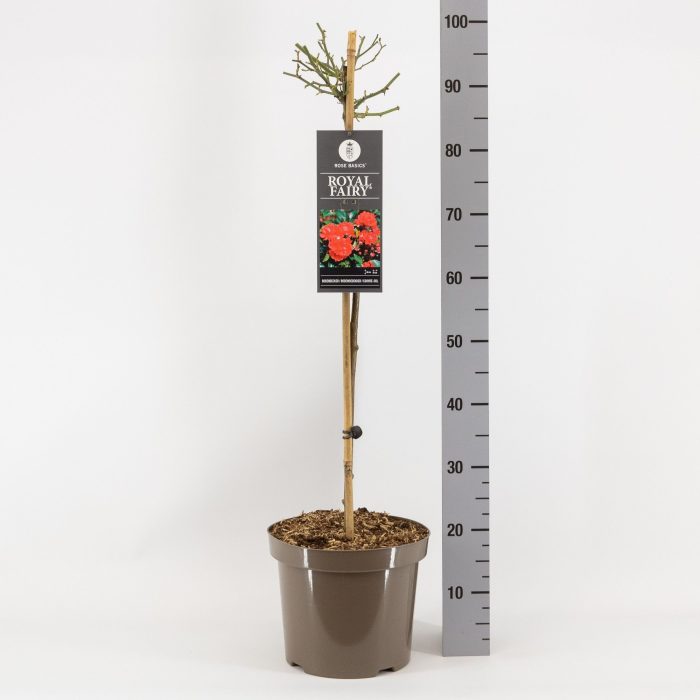 Rosa (P) Royal Fairy ®, stam 70, C7.5, D 26