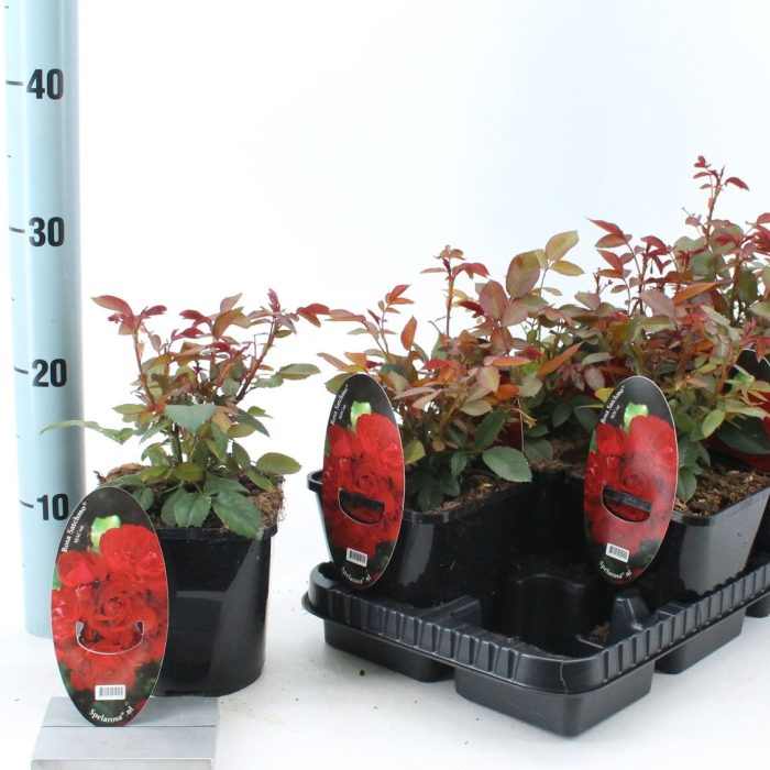 Rosa (PA) 'Satchmo' ®, D 14