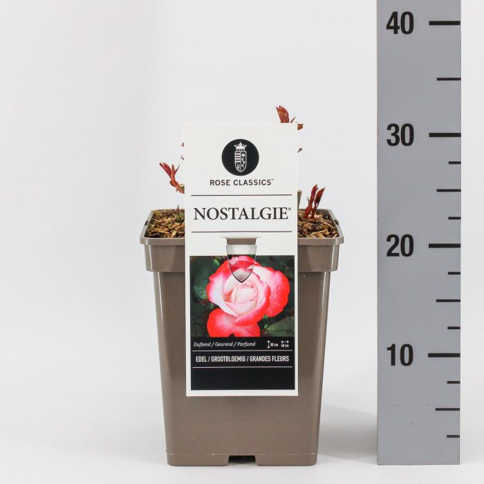 Rosa (TH) Nostalgie ®, C5, D 23