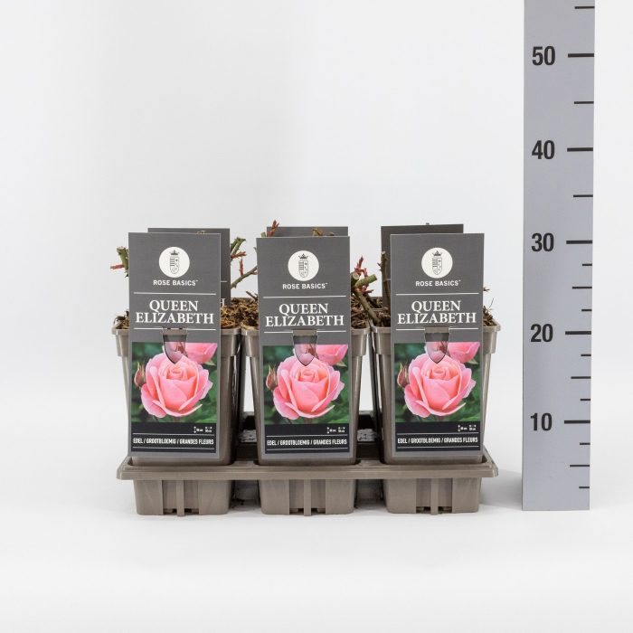Rosa (TH) Queen Elizabeth, C3, D 17