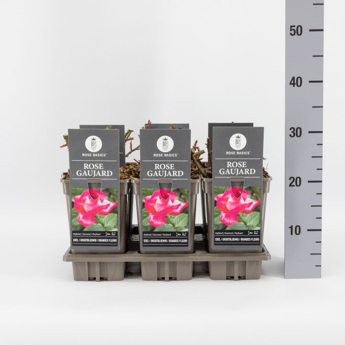 Rosa (TH) Rose Gaujard, C3, D 17