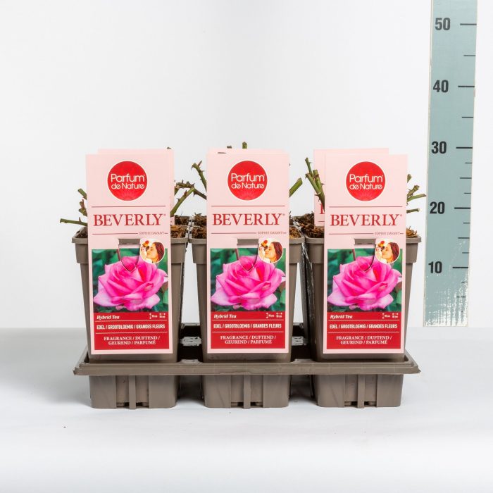 Rosa Beverly ® 'Parfum de Nature', C3, D 17