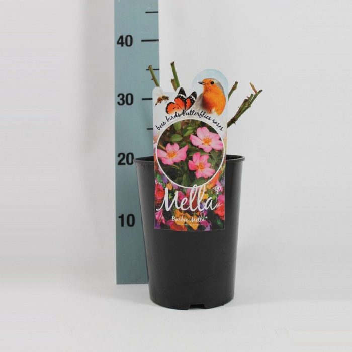 Rosa Bij, Vlinder en Vogel vriendelijke rozen, D 17