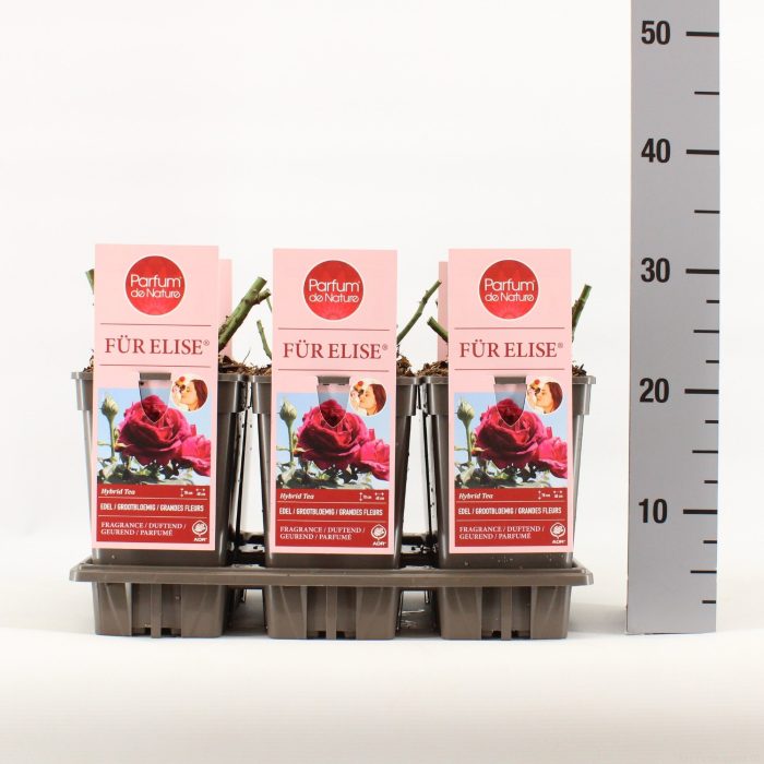 Rosa Für Elise ® 'Parfum de Nature', C3, D 17