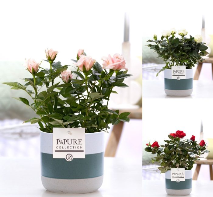 Rosa gemengd in P&PURE Lauren ceramics, D 12