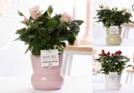 Rosa gemengd in P&PURE Plant Vase Maxima ass. 3, D 12