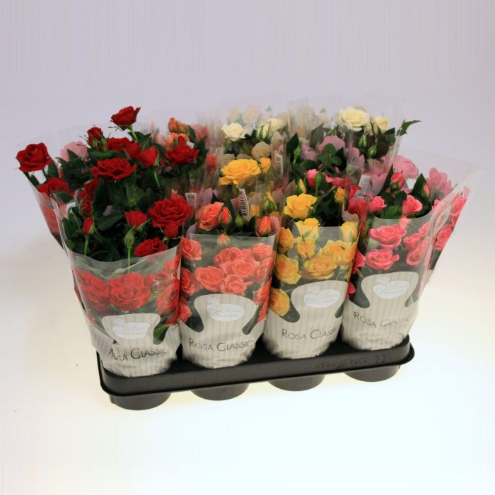 Rosa gemengd Kordana Classic (kleinbloemig), D 10,5