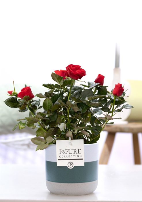 Rosa red in P&PURE Lauren ceramics, D 12