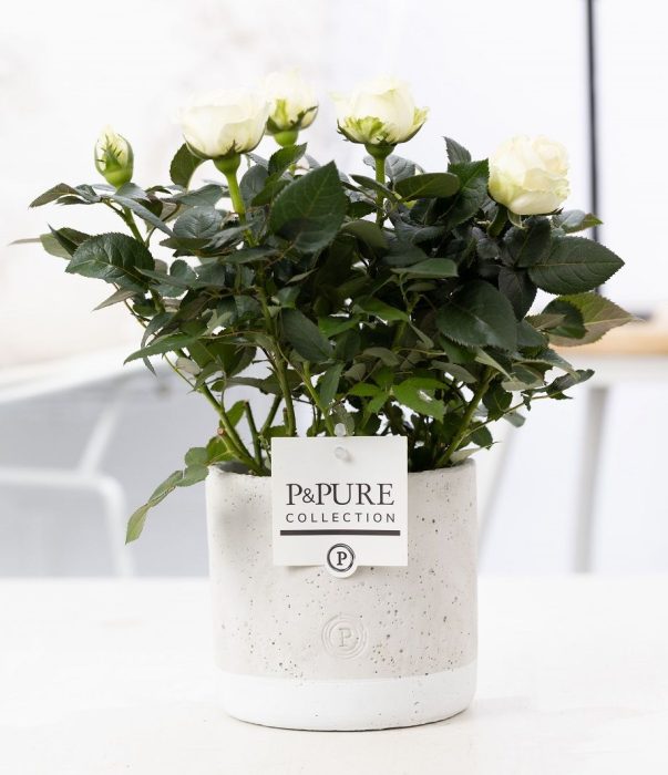 Rosa white in P&PURE Jade ceramics, D 12
