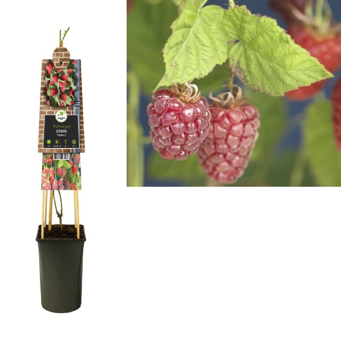 Rubus 'Tayberry' +3.0 label, D 17