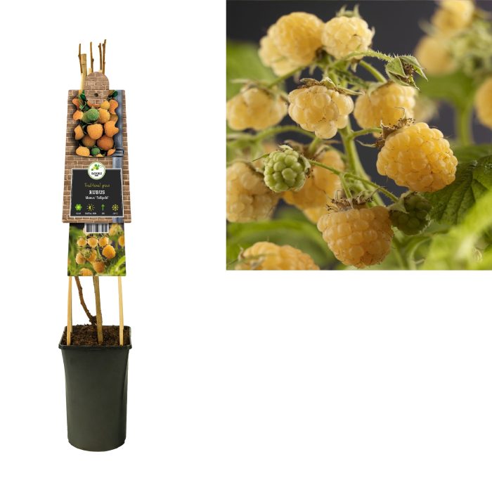 Rubus idaeus 'Fallgold' +3.0 label, D 17