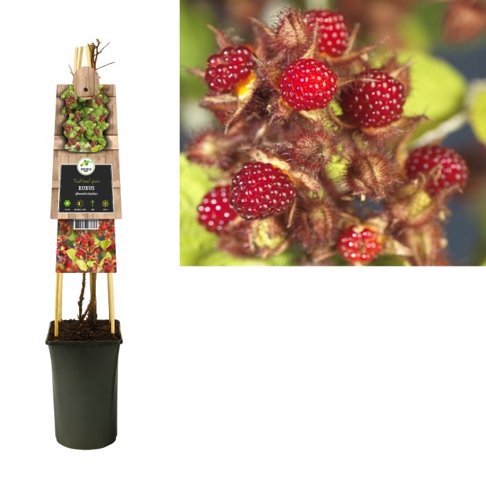 Rubus phoenicolasius +3.0 label, D 17