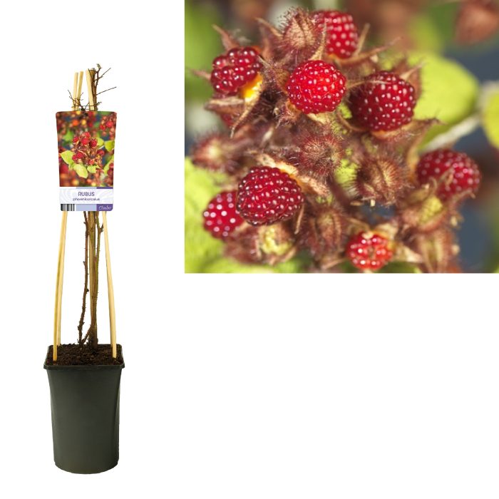 Rubus phoenicolasius +light label, D 17