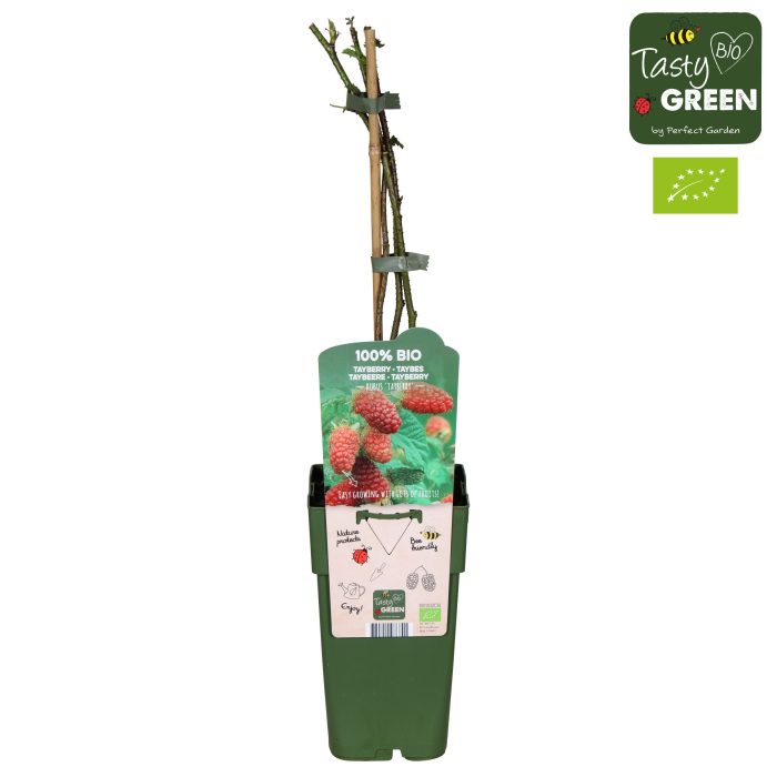 Rubus Tayberry Bio P15, D 15