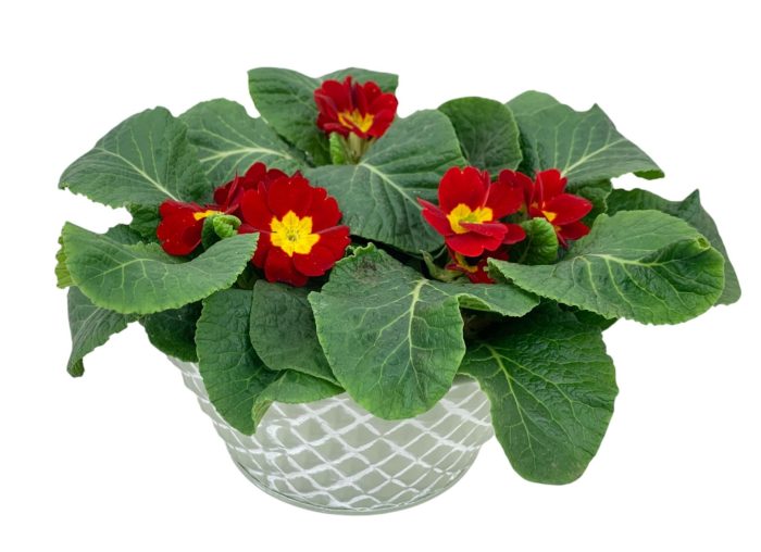 Ruitjes Groen Zink 3xprim op kleur 661, D 16