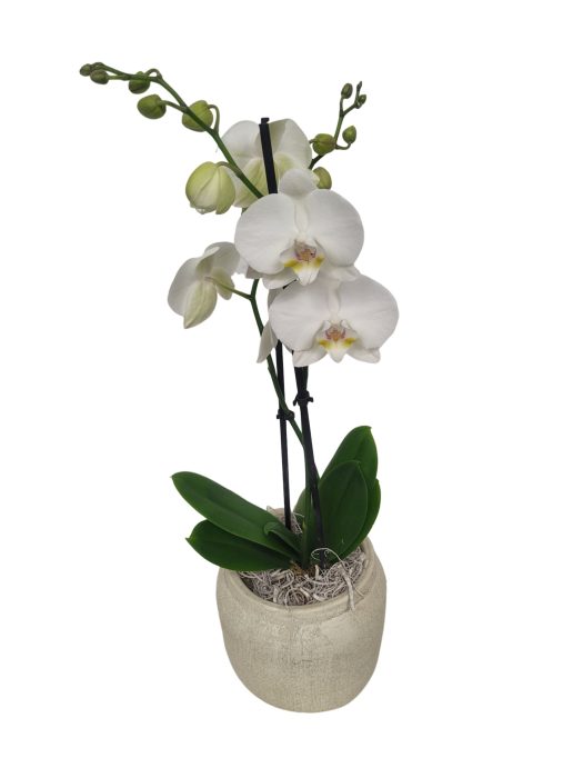 RWP16PHCM Rude White Pot Phal 2t wit + Curly moss deco, D 16
