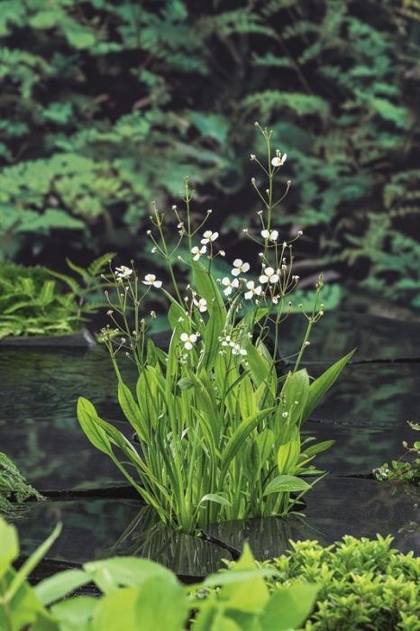 Sagittaria graminea, D 9