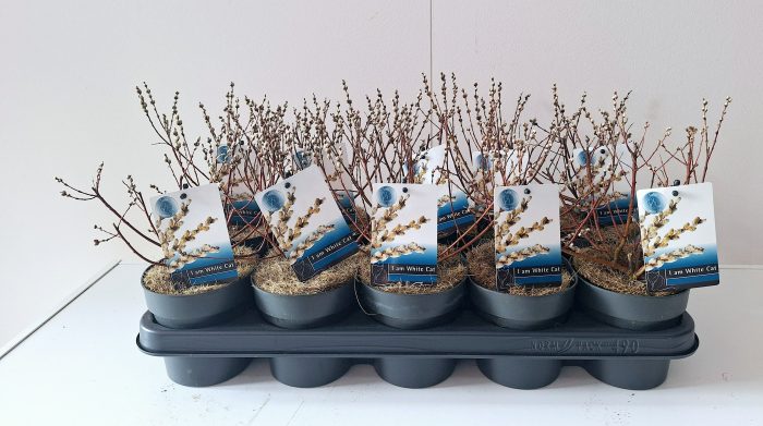 Salix Subopposita bush p12, D 12