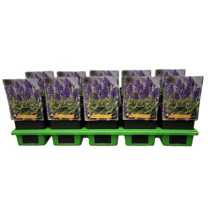 Salvia 'Blue Marvel' P11, D 11