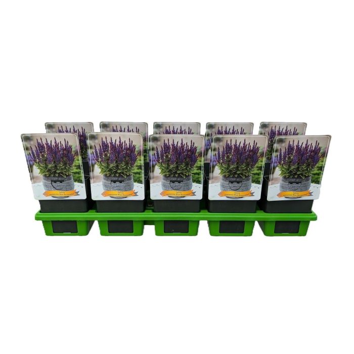 Salvia nem. Blue Bouguetta' P11, D 11