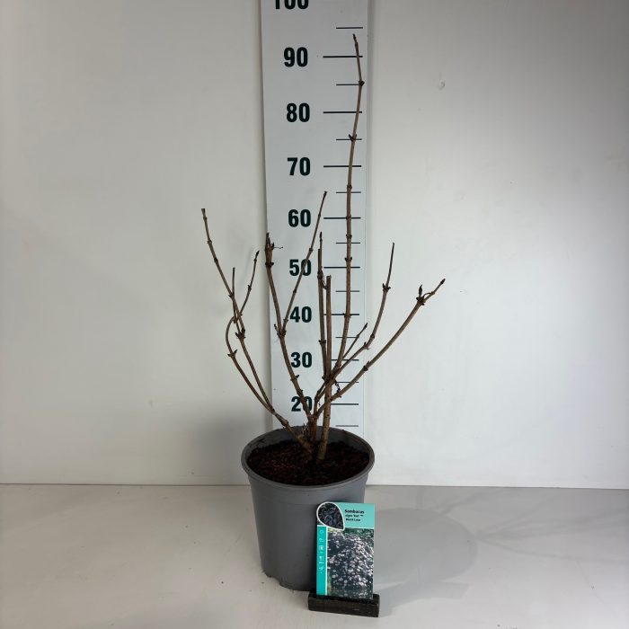Sambucus nigra Black Lace, D 24
