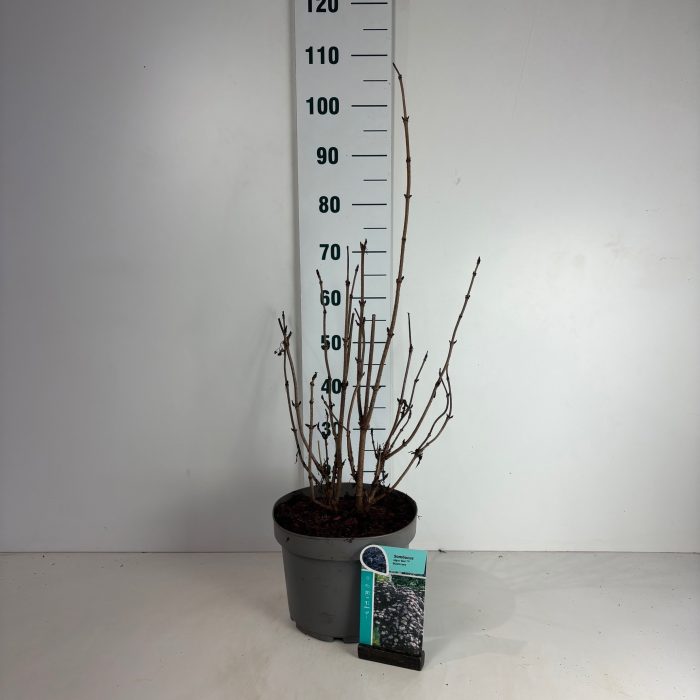 Sambucus nigra Black Lace, D 29