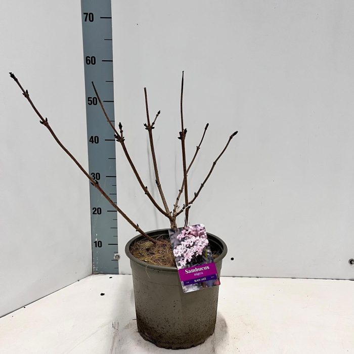 Sambucus nigra Black Lace ('Eva'PBR), D 23