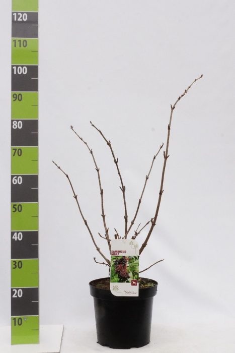 Sambucus nigra C 7,5, D 27