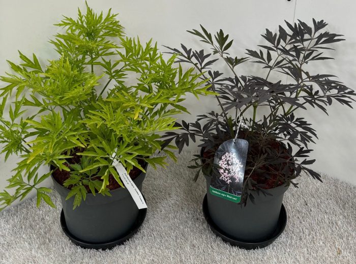 Sambucus nigra in Sorten, D 23