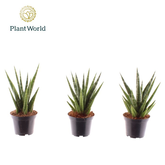Sansevieria 'Dancing Queen' 7 cm, D 7