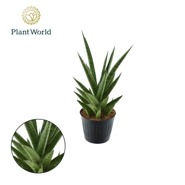 Sansevieria 'Dancing Queen' P10,5, D 10,5