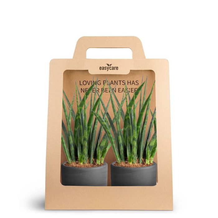 SANSEVIERIA 30690001 2-Pack Raw Bl., D 7