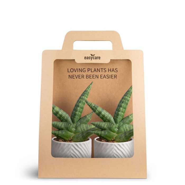 SANSEVIERIA 30690004 2-Pack Dune Sand, D 7
